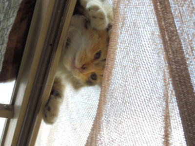 f:id:nekonohanashi:20130718090943j:image f:id:nekonohanashi:20130718090943j:image