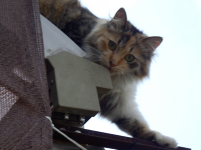 f:id:nekonohanashi:20130718090954j:image f:id:nekonohanashi:20130718090954j:image