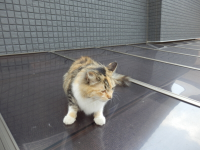 f:id:nekonohanashi:20130718091351j:image f:id:nekonohanashi:20130718091351j:image