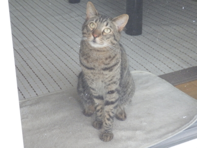 f:id:nekonohanashi:20130722153359j:image f:id:nekonohanashi:20130722153359j:image