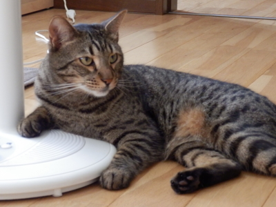 f:id:nekonohanashi:20130722160545j:image