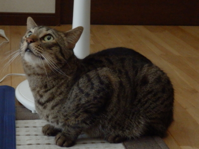 f:id:nekonohanashi:20130723145632j:image