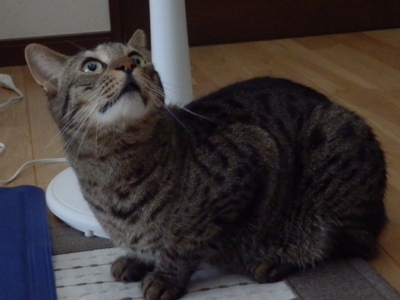 f:id:nekonohanashi:20130723145736j:image