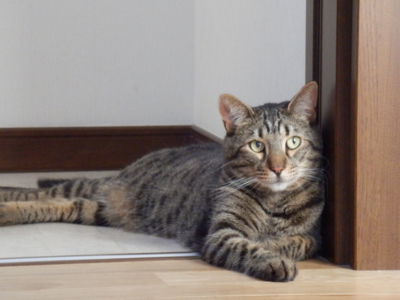 f:id:nekonohanashi:20130806064424j:image