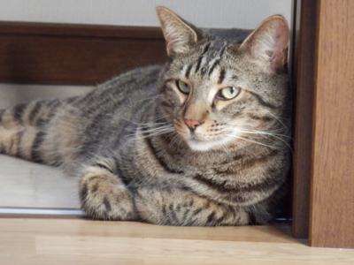 f:id:nekonohanashi:20130806064757j:image