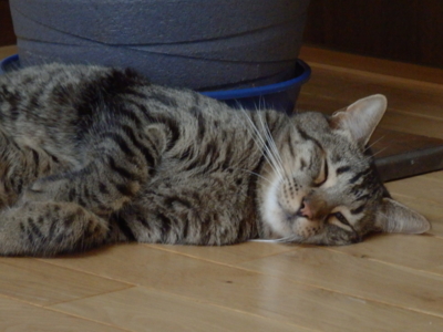 f:id:nekonohanashi:20130823150810j:image