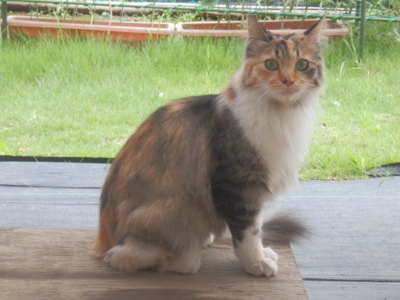 f:id:nekonohanashi:20130825143708j:image