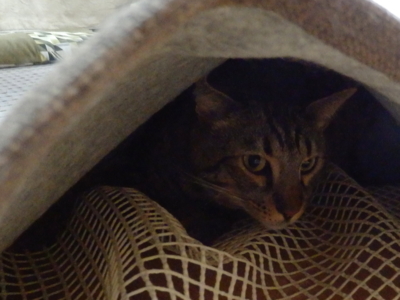 f:id:nekonohanashi:20130825161820j:image