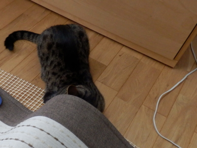 f:id:nekonohanashi:20130825161957j:image
