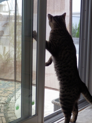 f:id:nekonohanashi:20130826170756j:image