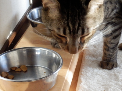 f:id:nekonohanashi:20130827164145j:image
