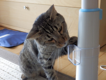f:id:nekonohanashi:20130904104721j:image