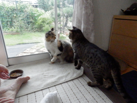 f:id:nekonohanashi:20130916060106j:image