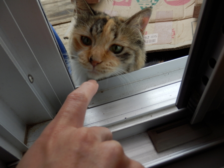 f:id:nekonohanashi:20130916131248j:image