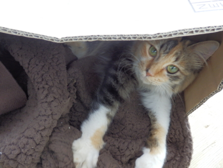 f:id:nekonohanashi:20130916131416j:image