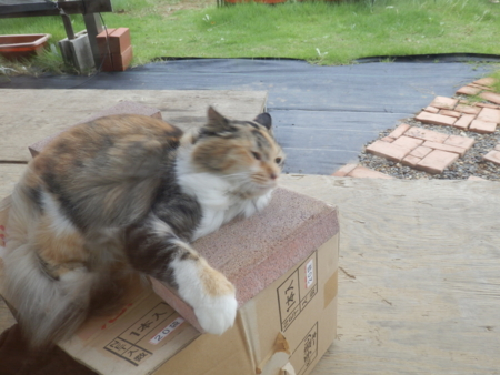 f:id:nekonohanashi:20130916131658j:image