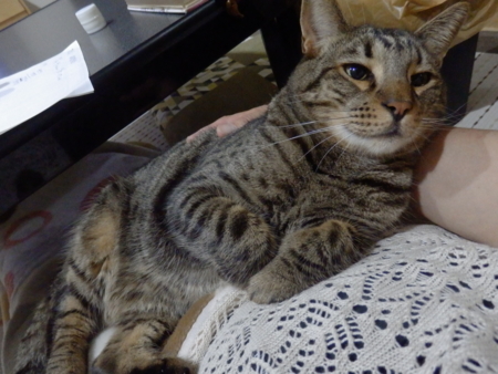 f:id:nekonohanashi:20131001184151j:image