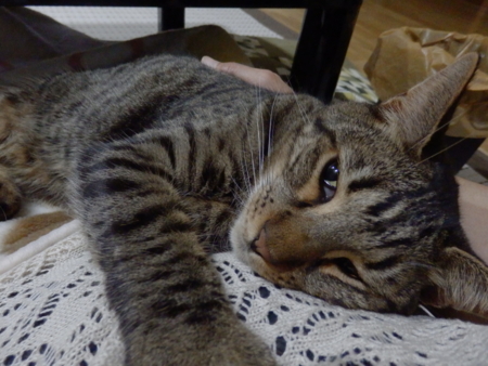 f:id:nekonohanashi:20131001184407j:image