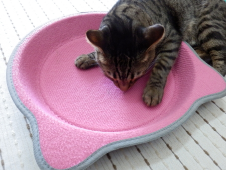 f:id:nekonohanashi:20131009090713j:image
