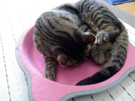 f:id:nekonohanashi:20131009090737j:image