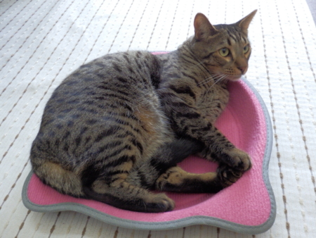 f:id:nekonohanashi:20131009091134j:image