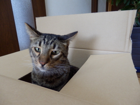 f:id:nekonohanashi:20131009091352j:image