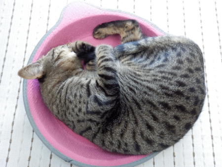 f:id:nekonohanashi:20131009093718j:image
