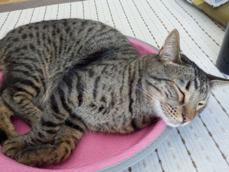 f:id:nekonohanashi:20131009094214j:image