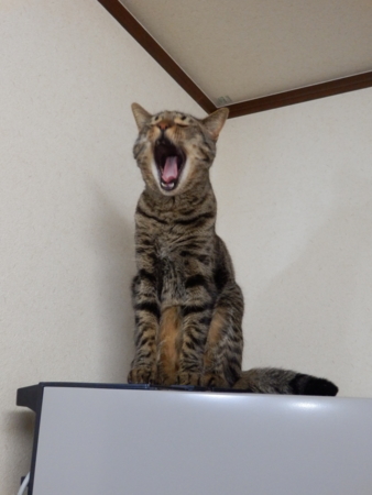 f:id:nekonohanashi:20131103203622j:image