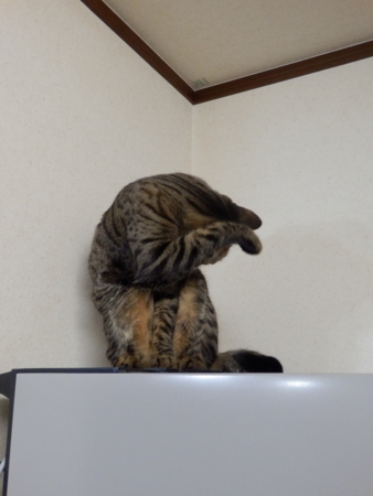 f:id:nekonohanashi:20131103203634j:image