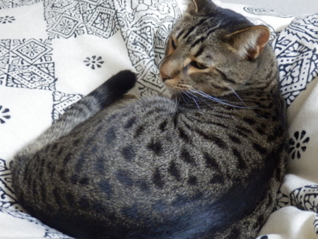 f:id:nekonohanashi:20131108230436j:image