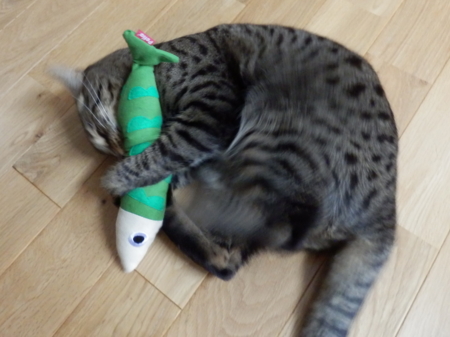 f:id:nekonohanashi:20131111105139j:image