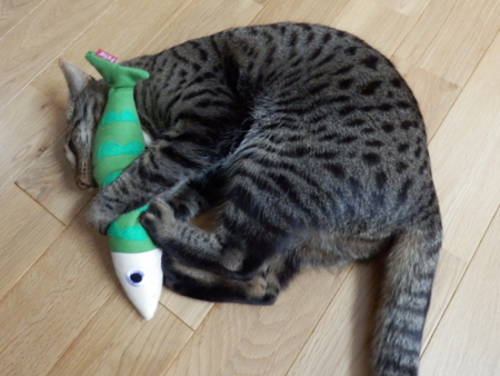 f:id:nekonohanashi:20131111105140j:image