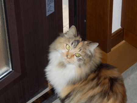 f:id:nekonohanashi:20131201155347j:image