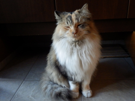 f:id:nekonohanashi:20131201160037j:image