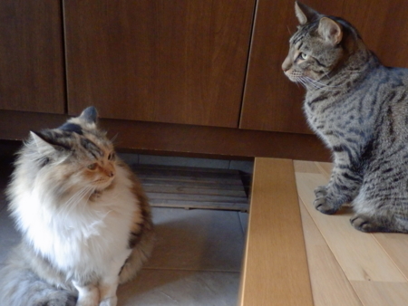 f:id:nekonohanashi:20131201160151j:image