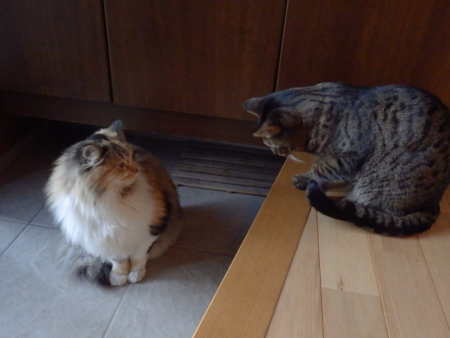 f:id:nekonohanashi:20131201160348j:image