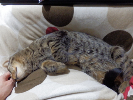 f:id:nekonohanashi:20131206191732j:image