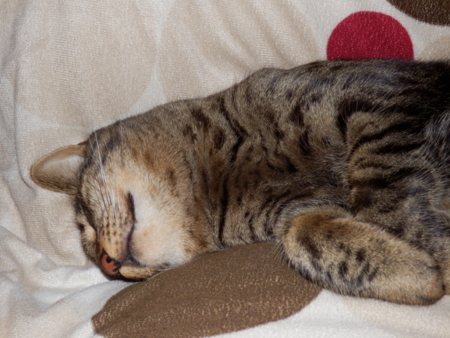 f:id:nekonohanashi:20131206192029j:image