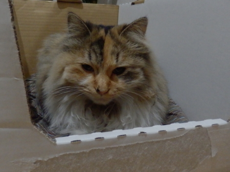 f:id:nekonohanashi:20131215192429j:image