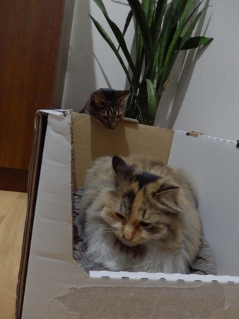 f:id:nekonohanashi:20131215192455j:image