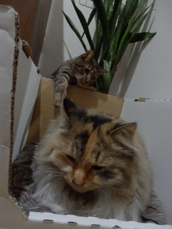 f:id:nekonohanashi:20131215192524j:image