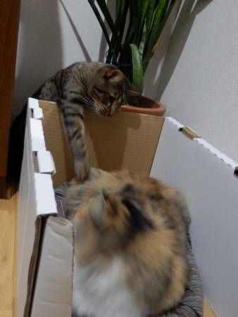 f:id:nekonohanashi:20131215192606j:image