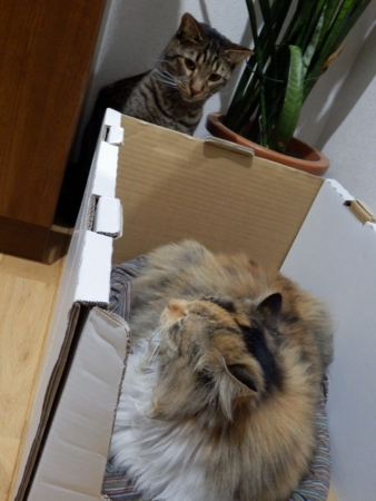 f:id:nekonohanashi:20131215192628j:image