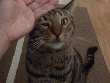 f:id:nekonohanashi:20131217111343j:image
