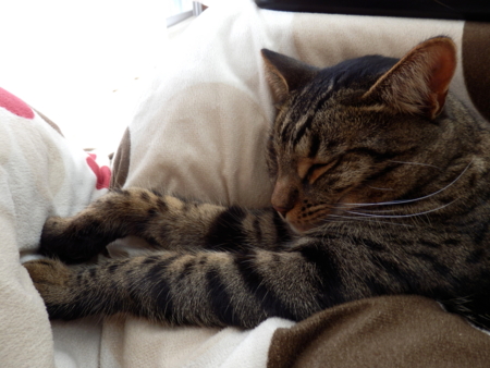 f:id:nekonohanashi:20131217123507j:image