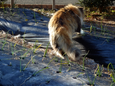 f:id:nekonohanashi:20131229083146j:image