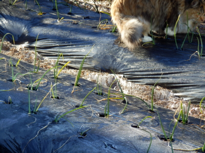 f:id:nekonohanashi:20131229083153j:image