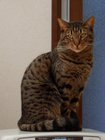 f:id:nekonohanashi:20131229112232j:image