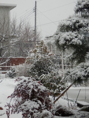 f:id:nekonohanashi:20140208105438j:image